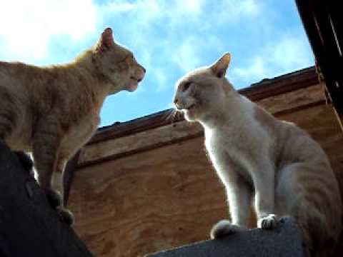 pelea gatos