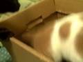 videos de The Kids vs. Box Part 3