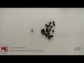 Demonstrations of Kilobot collective behaivors on up to 29 robots