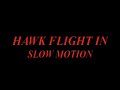 Red-tailed Hawk attack, use tools, swoop, eat