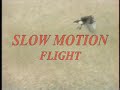 Red-tailed Hawk attack, use tools, swoop, eat