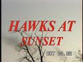 Red-tailed Hawk attack, use tools, swoop, eat