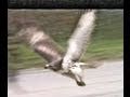 Red-tailed-Hawk-atta