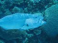 Caye Caulker, Belize - Diving