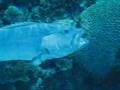 Caye Caulker, Belize - Diving