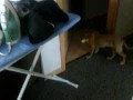 videos de Lola Tatupu Tricks - Plays soccer