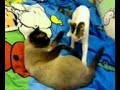 Kedi