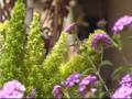 The Meadows of Wickenburg - Introductory Video - Part 1