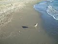 Turtle Beach Birds Turtle Beach Birds