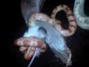 Snake and Rat zbozowka