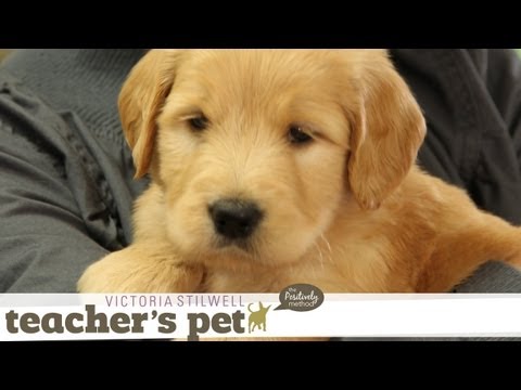 eHowPets - Follow eHow Pets for regular tips from Victoria Stilwell and more: http://www.youtube.com/subscription_center?add_user=ehowpets Positive early learning exper...