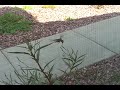 Phoenix Northgate Hummingbird Phoenix Northgate Hummingbird