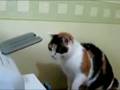 crazy cat