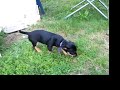 puppies go go puppies go go