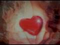 Seeds of manifestation through the heart-11.11 Gold Ring with Rysa and Pixie