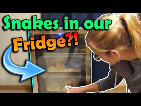 YouTube reptile video