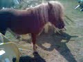 los ponys