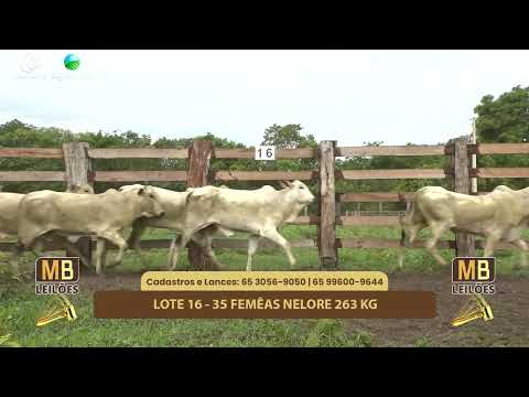 526� LEIL�O VIRTUAL MB LEIL�ES