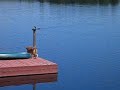 Nova Scotia Loon Tolling Retriever Nova Scotia Loon Tolling Retriever