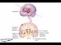 Anatomy and Diseases of the Basal Ganglia