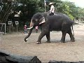 Elephant Camp: Part One