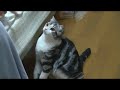 猫にふうせん！を、あげるとどうなるか！！！
