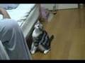 猫にふうせん！を、あげるとどうなるか！！！