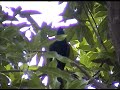 Bird Call of Koyal India video by Shirishkumar Patil Bird Call of Koyal India video by Shirishkumar Patil