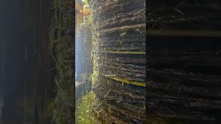 زيت زيتون على الحجر / برقة - نابلس palestine