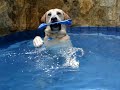 Labrador Chopp nadando em pe!