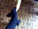 My Crazy Dog 2 - Cachorro El�trico