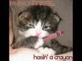 Funny-Cats