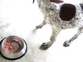 The German pointer which is eating
