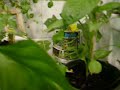 Hydroponic garden Hydroponic garden