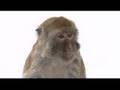 Monkey Around on your DS with Zoo Hospital-Extended trailer