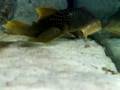 videos de Tanganyika 720