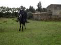 videos de caballos