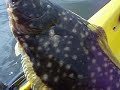 Morgan Creek kayak bucktail fluke