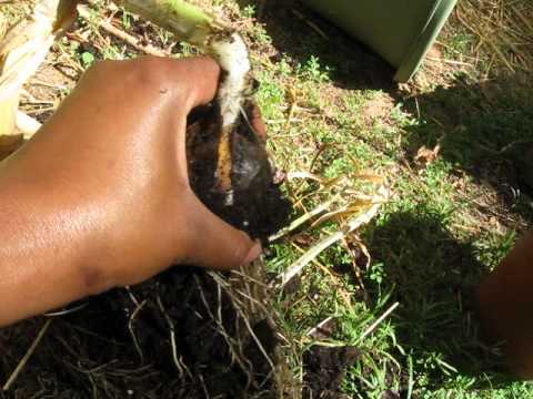 how to replant elephant garlic