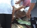 Lembu Kena Sembelih (Raya Korban)