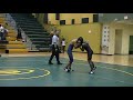 bison wrestling