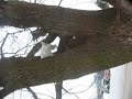 Mabel in the tree Mabel in the tree
