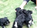 9-4-08 puppy video 8