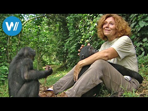 Claudine Andr - die Mutter der Bonobos (360 - GEO R ...