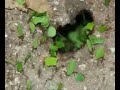 Leaf Cutter Ants of Tikal Leaf Cutter Ants of Tikal