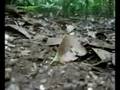 Leaf Cutter Ants of Tikal