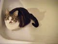 My cat plays swimming in bathtub