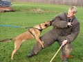 Police Dogs in Training
