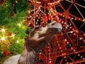 ラクダ動画