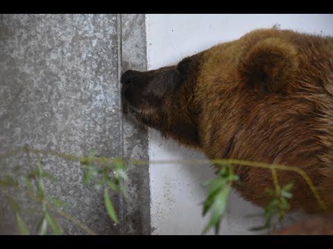 Worbis: Brin Doro aus Spanien ist im Brenpark Wor ...